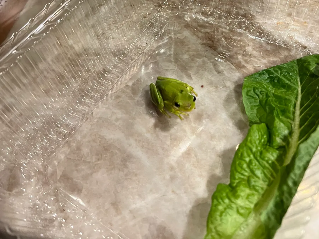 Tony, la grenouille découverte dans une barquette de salade